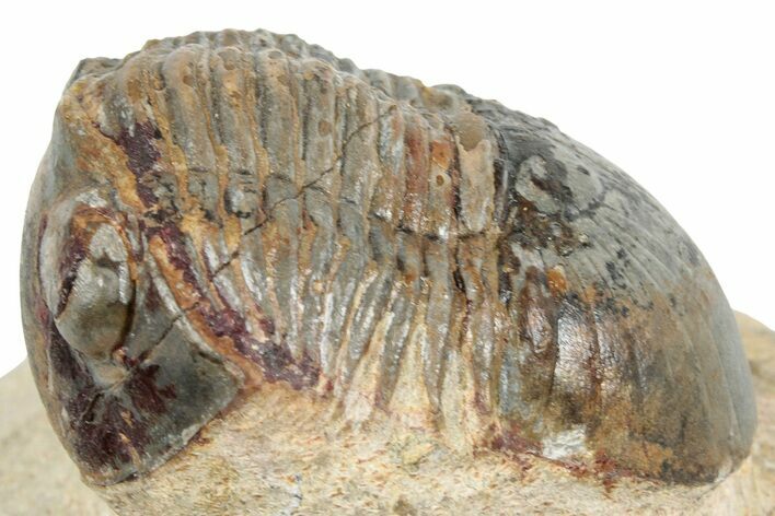 Corynexochid (Paralejurus) Trilobite - Lghaft, Morocco #271493